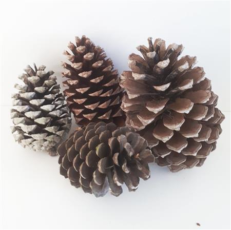 Piñas deco 4u